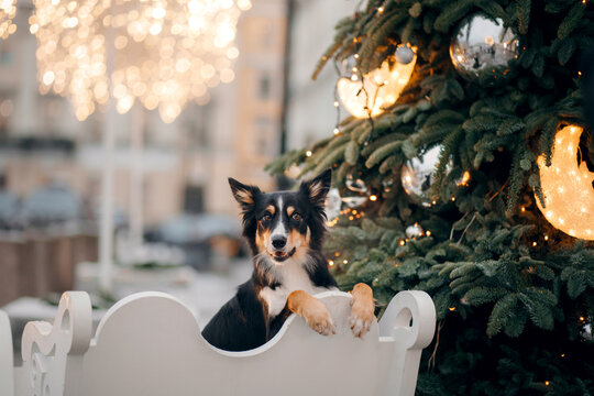 dog in winter in a decorated city. nice Tricolor Border Collie by the Christmas tree. 