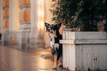 dog in winter in a decorated city. nice Tricolor Border Collie by the Christmas tree. 