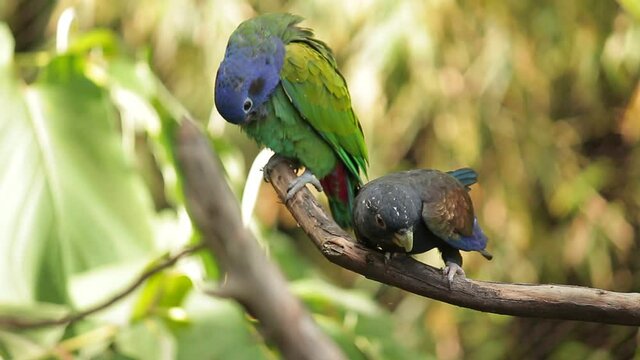 loro