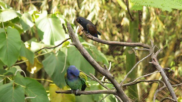 loro