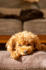 寝ているトイプードル