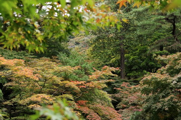 日本　高崎の紅葉