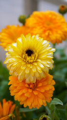 photo of artistic calendula flowers in the garden