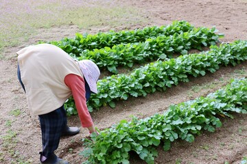 農作業をする80代の日本人女性　大根の苗を見ている