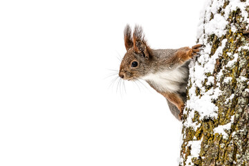 red squirrel sitting on tree trunk and looking to the left, white snow background, closeup view - obrazy, fototapety, plakaty