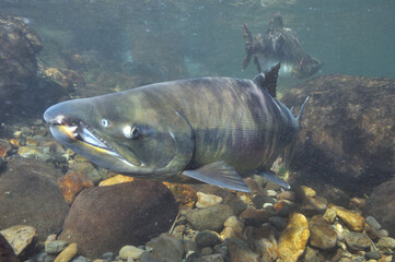 溯上したサケの雄（北海道・知床）
