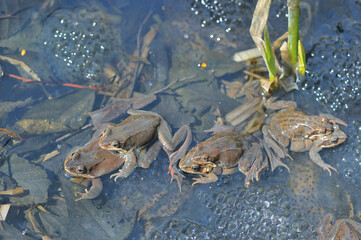 抱接するエゾアカガエルのペア（北海道・鶴居村）
