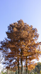 東山動植物園 風景 紅葉 動物