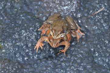 抱接するエゾアカガエルのペア（北海道・鶴居村）
