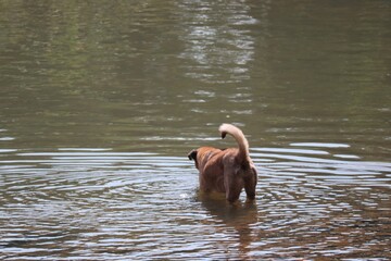 Fototapeta premium brown pelican swimming in the water
