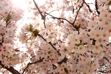 桜238