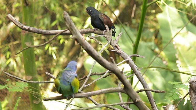 loro