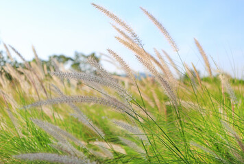 Fototapeta premium Flower grass under wind in winter season on sky background