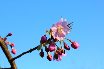 桜227