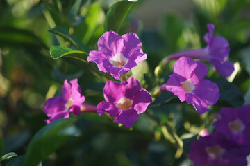 Obraz premium Close up photo of Bignonia flower and leaves. Purple Bignonia flowers blooming in the garden.