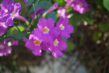 Close up photo of Bignonia flower and leaves. Purple Bignonia flowers blooming in the garden.