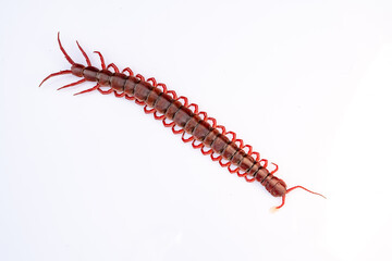 red centipede isolated white background.