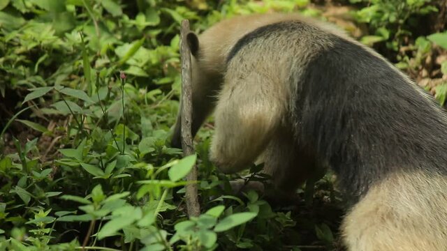 oso hormiguero