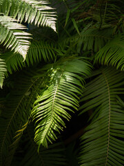Fototapeta na wymiar fern leaves on the morning sunlight.