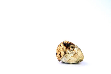 Damaged baby birds and eggs