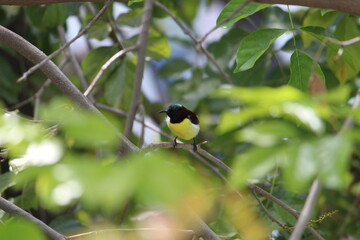 indian sunbird seating in the branch 