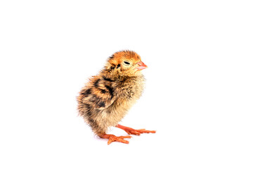 Baby of quail after hatching isolating on white background.