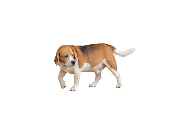 Naklejka na ściany i meble beagle dog brown and white isolated on white background