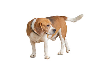 beagle dog brown and white isolated on white background