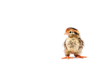 Baby of quail after hatching isolating on white background.