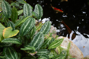 Koi fish pond in garden