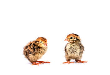 Obraz premium Baby of quail after hatching isolating on white background.