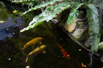 Koi fish pond in garden