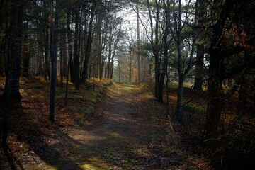 Dark Wooded Forest Path