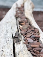 Rocks On A Log