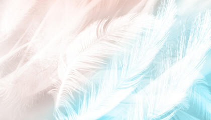 abstract background bird and chickens feather