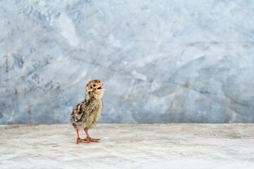 A young quail walks on a cement wall