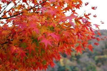 京都嵐山周辺の紅葉