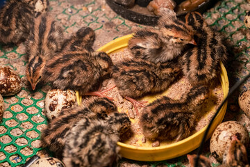 The baby quail in the nest is out of the egg.