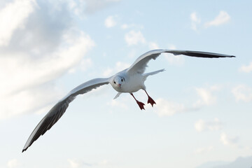 Flapping seagull