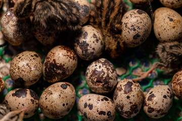 The baby quail in the nest is out of the egg.