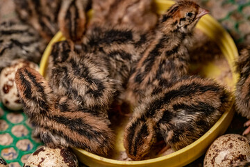 The baby quail in the nest is out of the egg.