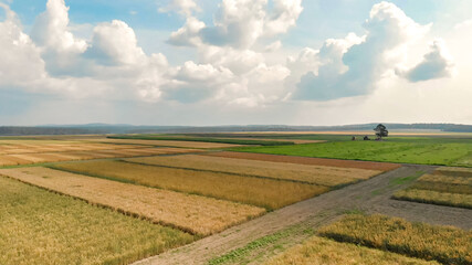 Obraz premium Aerial view from drone of rural agriculture fields of ripe corn and wheat.