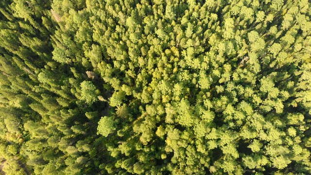 Aerial view from drone of green grove with conifers trees. © nikol85