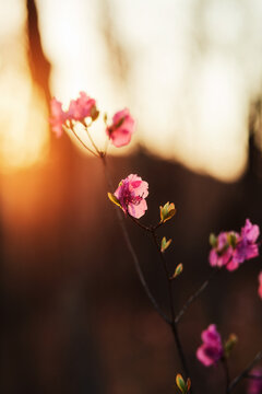 Pink flowers on blurred background. Flowers blurreed background - overlay for Photoshop, social media and design. Beauty blooming flowers with golden rays of the sunshine. Sunshine light and flowers