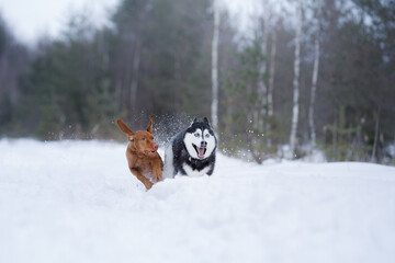 two Dogs in the winter in nature. Active Hungarian vizsla and husky running on the snow