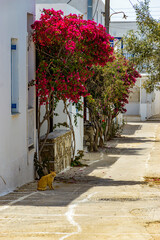 Fototapeta na wymiar Traditional Cycladitic alley with narrow street, whitewashed houses and a blooming bougainvillea in Antiparos island, Greece.