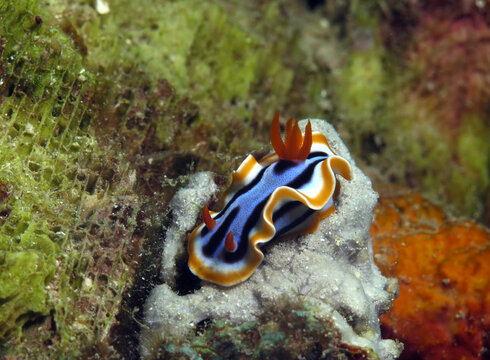 Close up view of a Chromodoris Annae nudibranch on corals Cebu Philippines