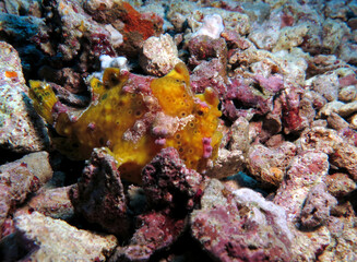A yellow Warty frogfish on rocks Pescador Island Philippines