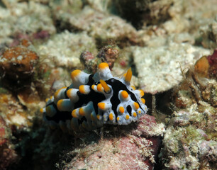 Front view of a Phyllidia Varicosa nudibranch in Cebu Philippines