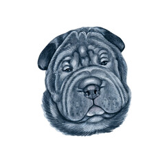 Watercolor illustration of a funny dog. Hand made character. Portrait cute dog isolated on white background. Watercolor hand-drawn illustration. Popular breed dog. Shar Pei
